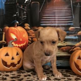 Bruno - Fawn and white male Chihuahua puppy in Mesa, Arizona from Sun Valley Chihuahuas & Malinois