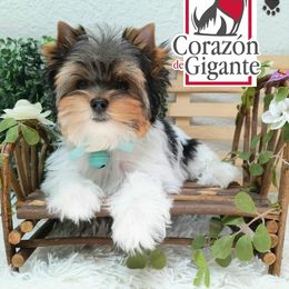 Biewer Terrier and Yorkshire Terrier Puppies from Corazón de gigante