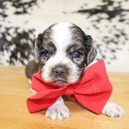 Charlie - Blue roan male Cocker Spaniel puppy in Rattan, Oklahoma from Double M Cocker Spaniels