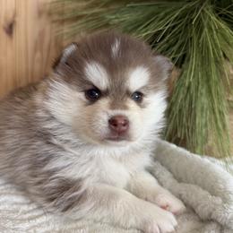 Pomsky puppies from Ritzy Puppies