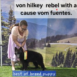 Fen - German Shepherd