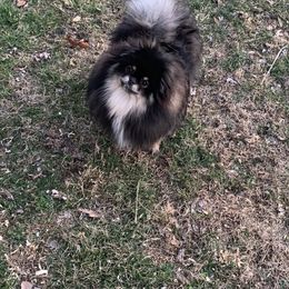 Mazey  - Pomeranian