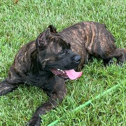 Clea - Cane Corso