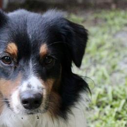 Australian Shepherds and Miniature Australian Shepherds from The Great Bambino SunState Aussies!