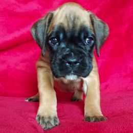 Boxer Puppies from Haus Tschiderer boxers