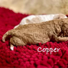 Copper - Red  male Poodle puppy in Ardmore, Oklahoma from Green Acres