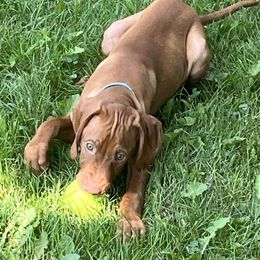 JASON - Male Light blue Collar - Golden rust male Vizsla puppy in Oswego, Illinois from Vizslas of Illinois