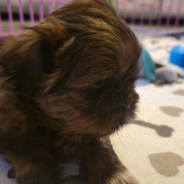 Hailey - Brindle female Shih Tzu puppy in Filer, Idaho from Shih Tzu Kennels