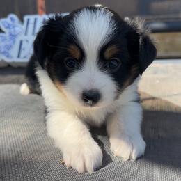 Rue - Black tri female Miniature Australian Shepherd puppy in Deming, New Mexico from Rave'n Aussies of New Mexico