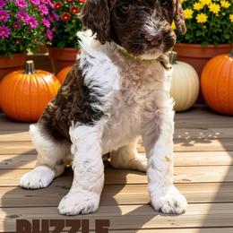 Puzzle - Parti female Goldendoodle puppy in Ellenburg Center, New York from Kristin's Puppies