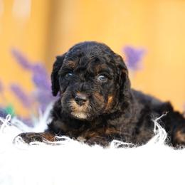 Penny - Phantom female Bernedoodle puppy in Spokane, Washington from Lilac City Doodles