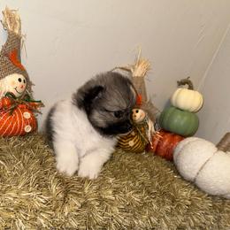 Girl 1 - Blue parti female Pomeranian puppy in Tucson, Arizona from Pomutopia