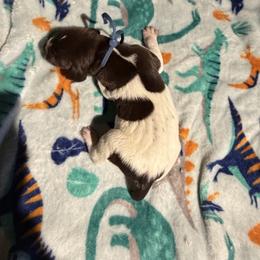 Blue - Liver and white male German Shorthaired Pointer puppy in Jackson, Georgia from Rosengrace Gsps (formerly Tiner GSP’s)