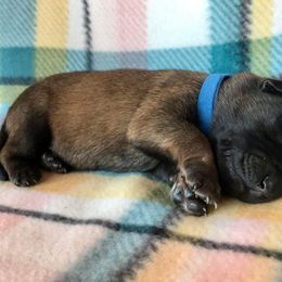Belgian Malinois Puppies from Andrea Gumrich's Belgian Malinois