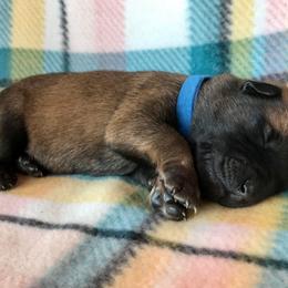 Belgian Malinois Puppies from Andrea Gumrich's Belgian Malinois