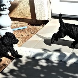 Poodle Puppies from Patricia Elliot