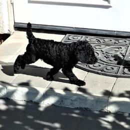 Poodle Puppies from Patricia Elliot
