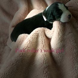 Australian Shepherd Puppies from Sydney’s Sweethearts