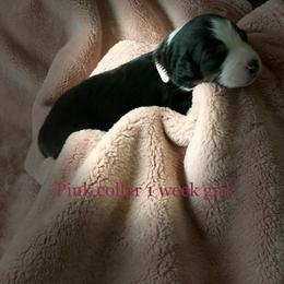 Australian Shepherd Puppies from Sydney’s Sweethearts