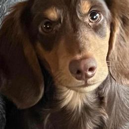 Huck - Dachshund