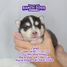 Jared - Blue male Pomsky puppy in Humeston, Iowa from M.A.R. Dogs