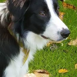 Border Collies from Montana Skye Border Collies