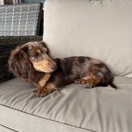 Arod - Dachshund