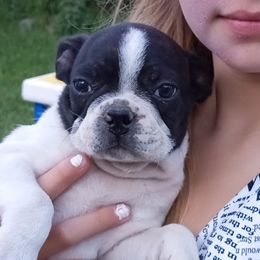 Albus - Black brindle and white Boston Terrier puppy in Rexburg, Idaho from Wolf Ridge Boston Terriers