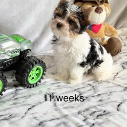 Boone - Black tan and white male Biewer Terrier puppy in Crossville, Tennessee from Little Bear Creek Biewers