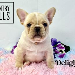 Delight(2800 AKC limited pet) - Cream female French Bulldog puppy in Pleasant Hope, Missouri from Ooh La La Doxies