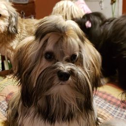 Havanese All Grown Up from TaLyn
