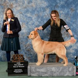 Golden Retrievers and Siberian Huskies from Nevani Goldens & Siberians