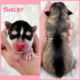Shelby - Silver female Pomsky puppy in Sheffield, Iowa from Clover Ridge Pomskies