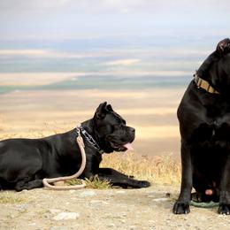 Cane Corso from Valentina Cane Corso