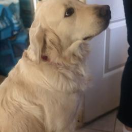 Golden Retriever Puppies from Brightside Goldens
