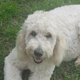 Goldendoodles and Golden Retrievers from 07 Seven Oaks Goldens and Doodles