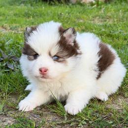 Tater Tot - Chocolate male Pomsky puppy in Mc Minnville, Oregon from West Coast Pomskies