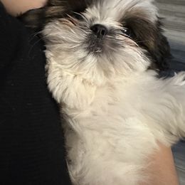 Shih Tzu Puppies from Fairy Tails Shih Tzus CA