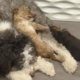 Bernedoodle puppies from Bernedoodle Bunch