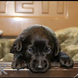 TANK - Black male Labrador Retriever puppy in Lawton, Michigan from DuckAlly Kennel