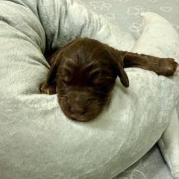 Girl 3 - Red phantom female Assorted Doodle Crosses puppy in Waco, Georgia from Huff Family Doxies & Doodles