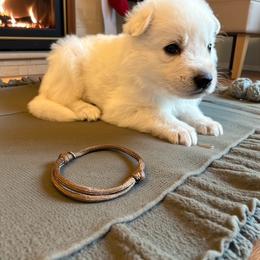 Brown Collar  (LL Bean) - White male Berger Blanc Suisse puppy in Rice Lake, Wisconsin from Windswept White Swiss Shepherds