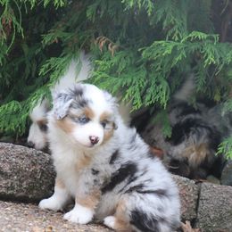 Miniature Australian Shepherd puppies from MarLoWin Aussies