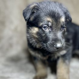 Orange - German Shepherd puppy from American Viking GSD
