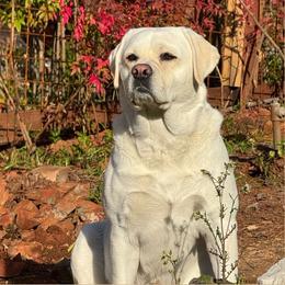 Lemon - Labrador Retriever