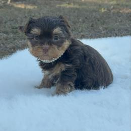 Bibi 1.14 Pounds - Chocolate and tan female Yorkshire Terrier puppy in Naples, Florida from 🤎 Dreaming Puppies 🐶