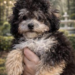 Bentley - Phantom male Maltipoo puppy in Chattanooga, Tennessee from Joy-fur puppies