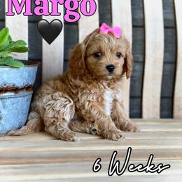 Margo - Red female Cavapoo puppy in Runaway Bay, Texas from Green Ranch Doodles