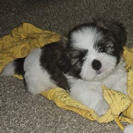 Shih Tzu Puppies from My Precious Paws - Shih Tzu