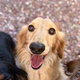 AKC Cream Longhair - Cream male Dachshund puppy in Horizon City, Texas from Willipaws